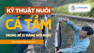 KỸ THUẬT NUÔI CÁ TẦM TRONG BỂ XI MĂNG