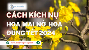 Cách kích nụ hoa mai nở đúng tết năm 2024