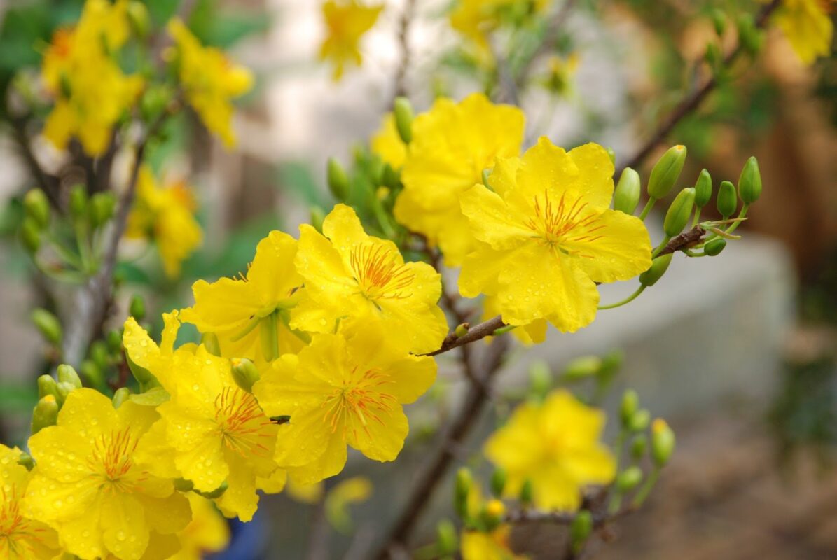 Hoa mai nở rộ vào thời điểm tết