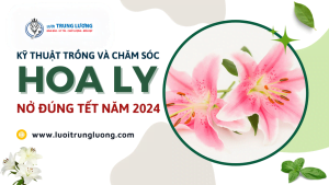 Kỹ thuật trồng hoa ly và chăm sóc đúng cách nở đúng tết 2024
