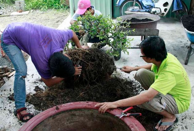Thay đất và chậu cho hoa mai trước khi kích nụ hoa mai