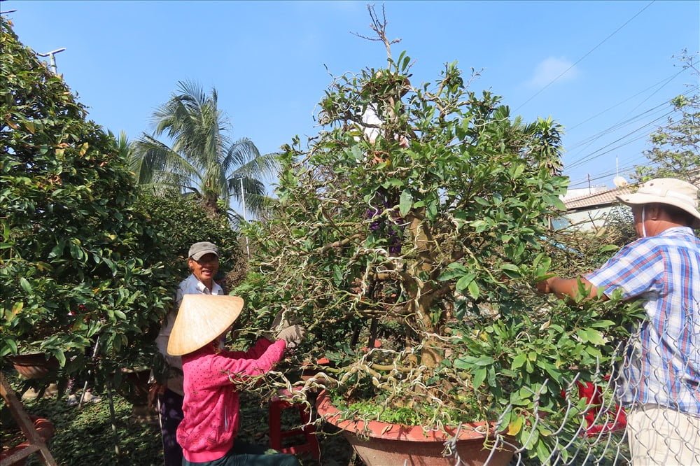 Tiến hành lặt lá trước khi kích nụ hoa mai nở tết 2024