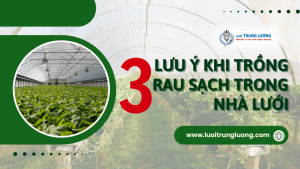 Top 3 lưu ý khi trồng rau sạch trong nhà lưới năm 2024