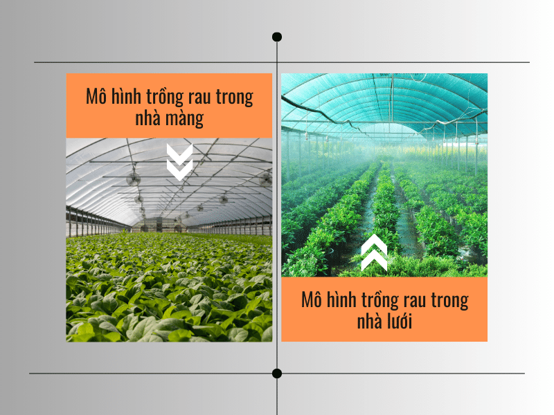 Bà con nên chọn nhà màng hay nhà lưới để trồng rau - Lưới Trung Lương Bà con nên chọn nhà màng hay nhà lưới để trồng rau