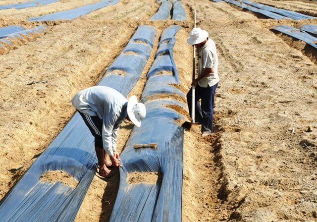 Bà con tiến hành phủ luống bằng màng phủ PE