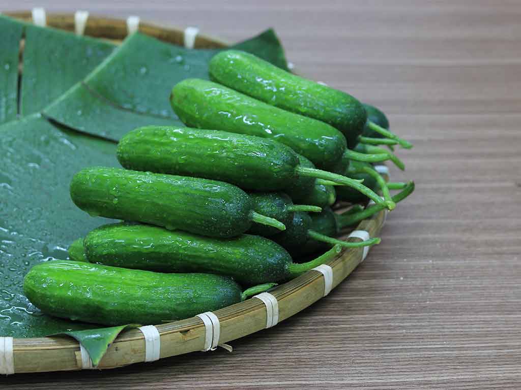 Cây dưa leo là loại quả được trồng khá phổ biến - Lưới Trung Lương Cây dưa leo là loại quả được trồng khá phổ biến