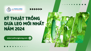 Kỹ thuật trồng dưa leo mới nhất năm 2024