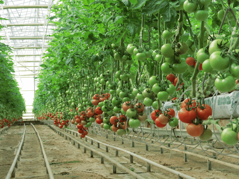 Nhà lưới trồng cà chua siêu quả