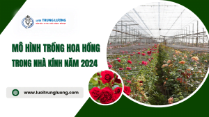 Mô hình trồng hoa hồng trong nhà kính năm 2024