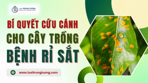 Bí quyết "cứu cánh" cho cây trồng khỏi bệnh rỉ sắt năm 2024