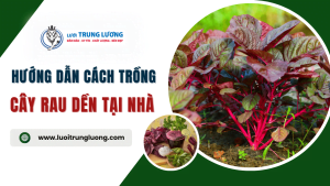 Cách trồng cây rau dền đỏ