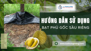 Hướng dẫn sử dụng bạt phủ gốc sầu riêng chống cỏ mọc
