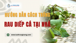 Hướng dẫn trồng rau diếp cá tại nhà