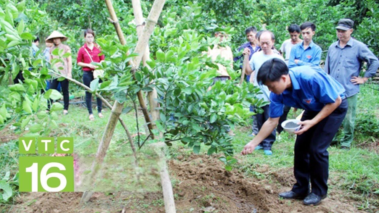 Bón phân gà hữu cơ cho cây cam sành