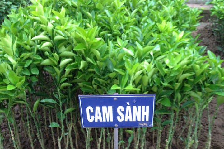 Cây giống cam sành được bán ở các trung tâm khuyến nô