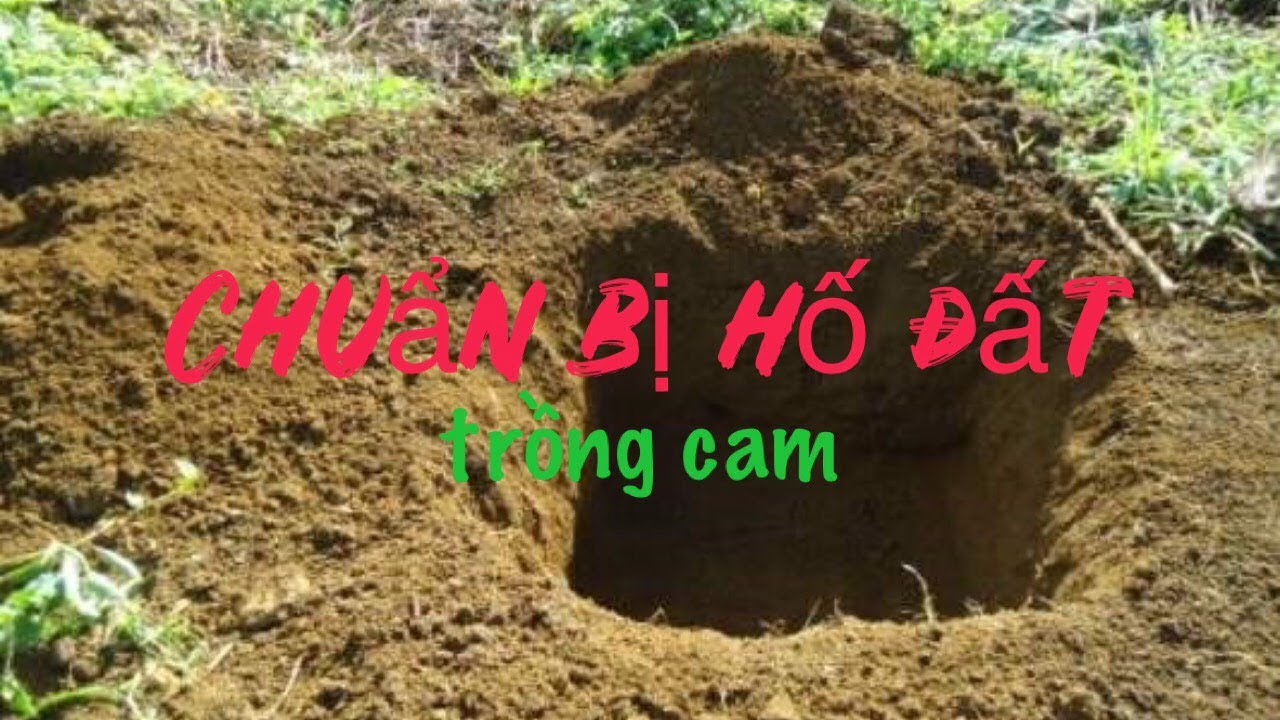 Chuẩn bị hố đất trồng cây cam sành