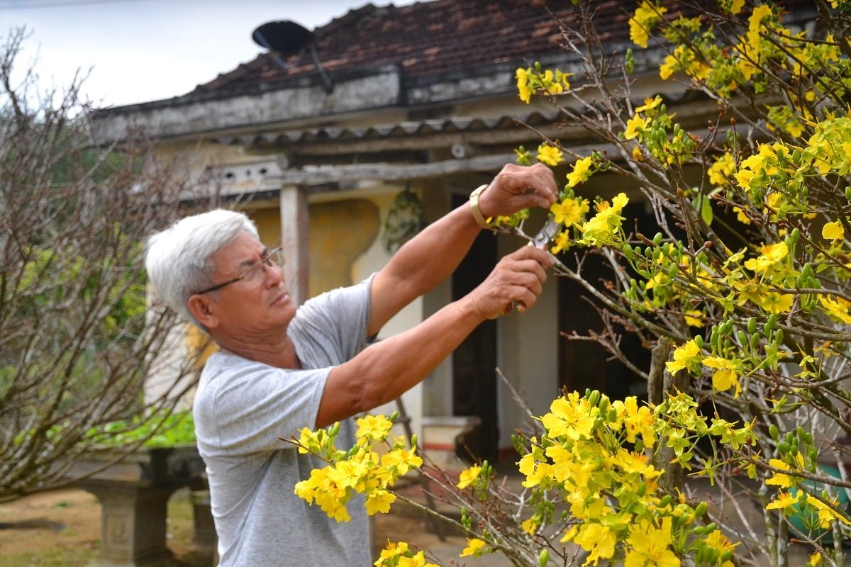 Hoa mai nở vào dịp Tết còn mang ý nghĩa đoàn viên - Lưới Trung Lương Hoa mai nở vào dịp Tết còn mang ý nghĩa đoàn viên