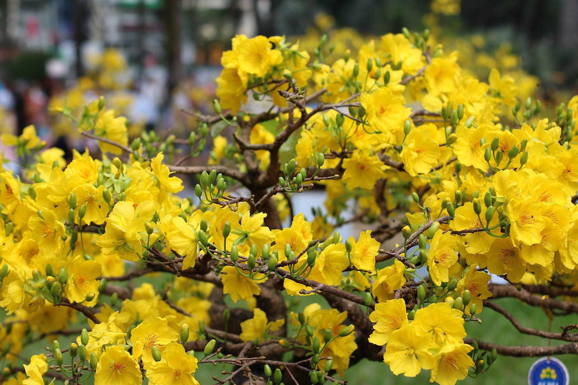 Hoa mai vàng từ lâu đã trở thành biểu tượng cho ngày Tết cổ truyền - Lưới Trung Lương Hoa mai vàng từ lâu đã trở thành biểu tượng cho ngày Tết cổ truyền