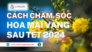Hướng dẫn chăm sóc mai vàng sau tết trong bầu ươm v6 năm 2024