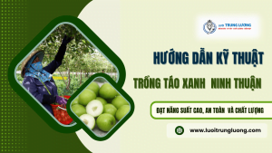 Kỹ thuật trồng táo xanh Ninh Thuận đầy đủ nhất năm 2024