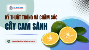 Kỹ thuật trồng và chăm sóc cây cam sành mới nhất năm 2024