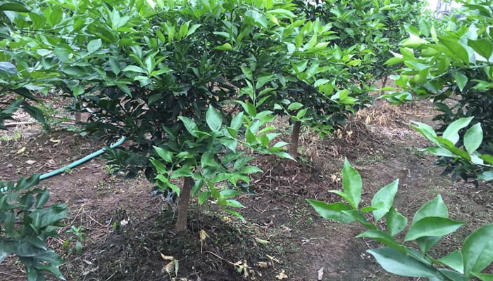 Trồng cây giống cam sành vào đất