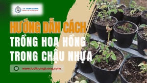 Trồng hoa hồng trong chậu nhựa - Đơn giản và dễ thực hiện