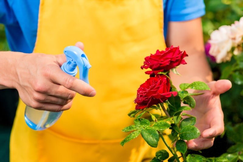 Tưới nước cho hoa hồng hàng ngày