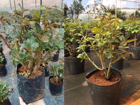 Ươm trồng các loại hoa hồng tại Đà Lạt