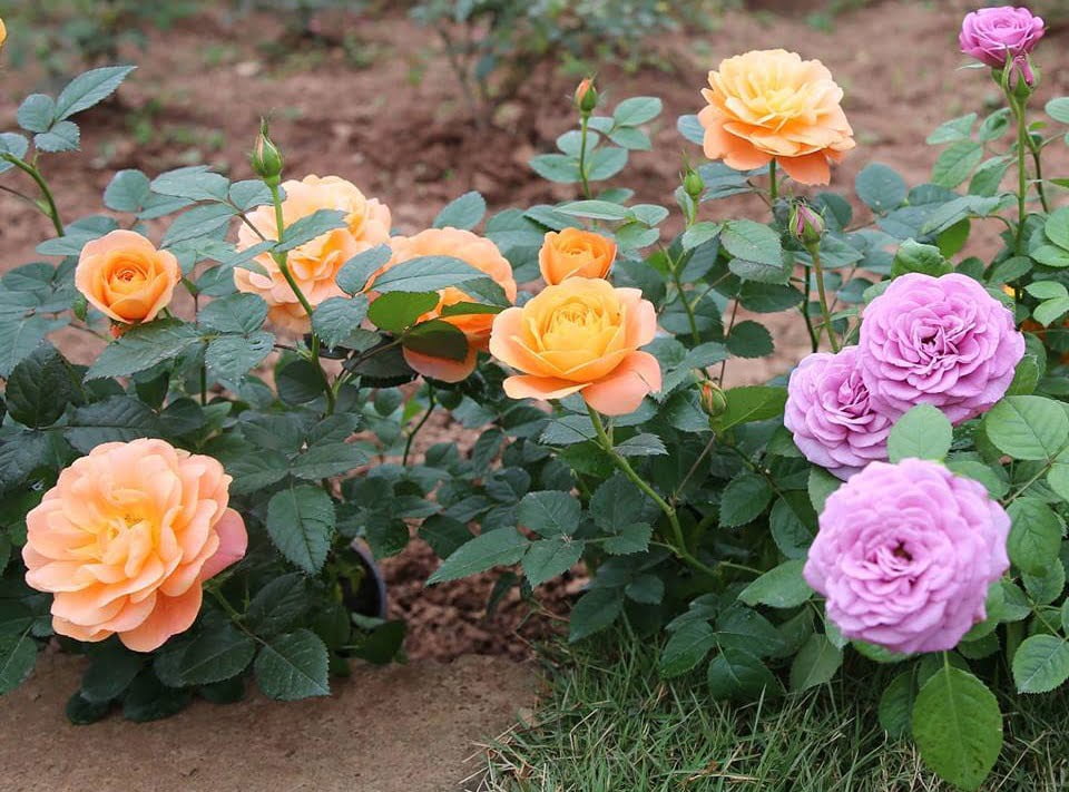 Vườn hoa hồng mang lại vẻ đẹp cho không gian gia đình - Lưới Trung Lương Vườn hoa hồng mang lại vẻ đẹp cho không gian gia đình