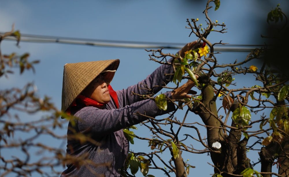 Hướng dẫn cách chăm sóc mai - Lưới Trung Lương Hướng dẫn cách chăm sóc mai