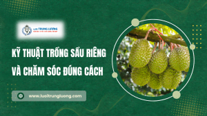 Kỹ thuật trồng sầu riêng và chăm sóc đúng cách năm 2024