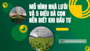 Mô hình nhà lưới và 5 điều bà con nên biết khi đầu tư