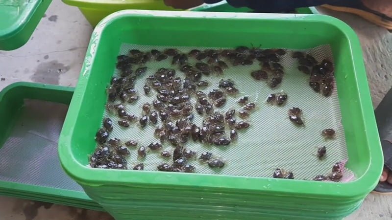 Cua biển giống được tuyển lựa trước khi cho vào hộp