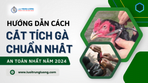 Hướng dẫn cắt tích gà đúng cách năm 2024