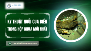 Hướng dẫn nuôi cua biển trong hộp nhựa đầy đủ nhất năm 2024