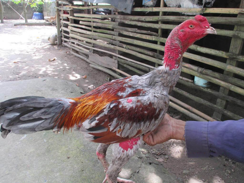 Lợi ích của cắt tích cho gà chọi - Lưới Trung Lương Lợi ích của cắt tích cho gà chọi
