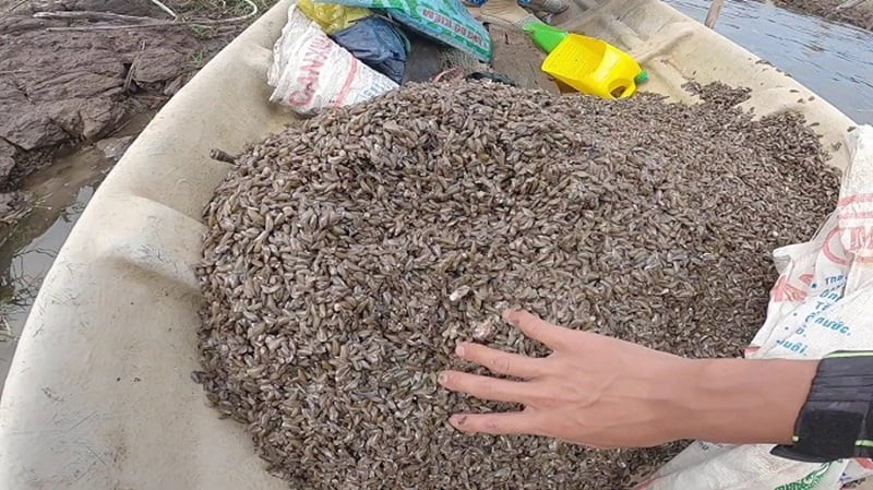 Lựa chọn thức ăn cho cua biển