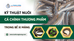 Ky thuat nuoi ca Chinh thuong pham trong be xi mang - Lưới Trung Lương