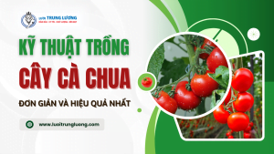 Kỹ thuật trồng cà chua đơn giản và hiệu quả