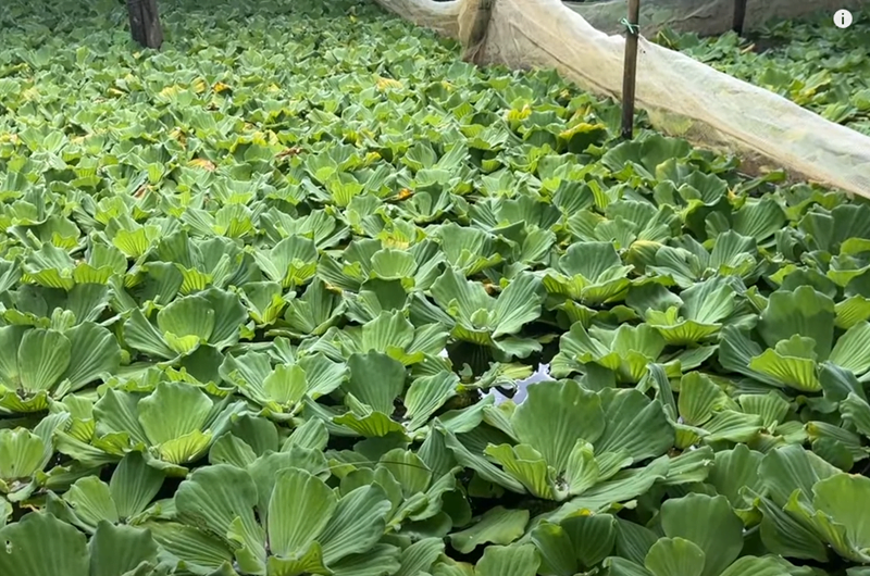 Bèo cái dùng để nuôi ốc khá phổ biến hiện nay - Lưới Trung Lương Bèo cái dùng để nuôi ốc khá phổ biến hiện nay