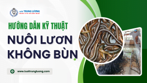 Kỹ thuật nuôi lươn không bùn