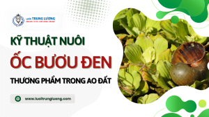 Kỹ thuật nuôi ốc bươu đen ( ốc nhồi ) thương phẩm