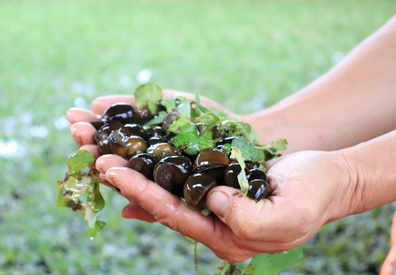 Ốc nhồi đang là xu hướng mới của bà con nông dân trong những năm gần đây - Lưới Trung Lương Ốc nhồi đang là xu hướng mới của bà con nông dân trong những năm gần đây