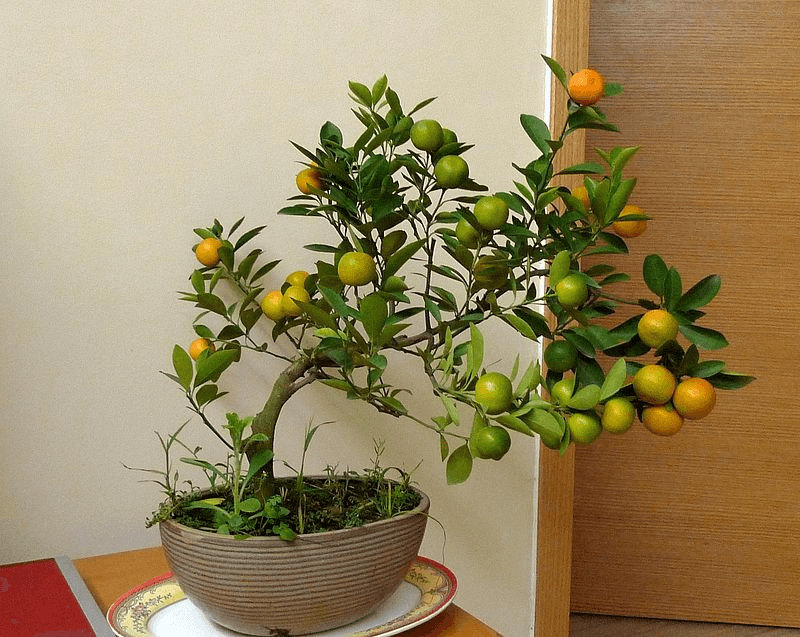 Các loại chậu men được sử dụng để trồng quất cảnh chưng tết - Lưới Trung Lương Các loại chậu men được sử dụng để trồng quất cảnh chưng tết