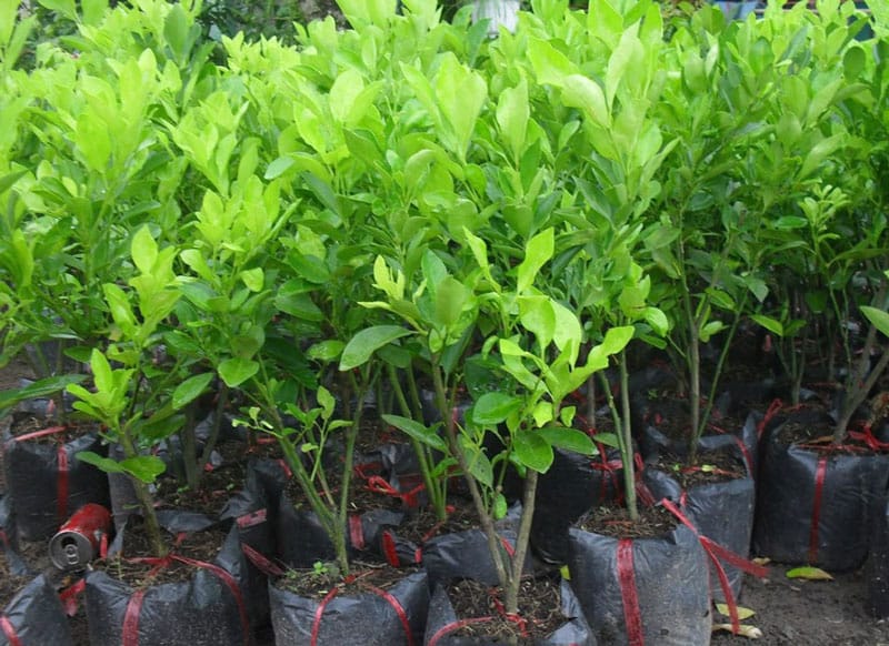Cây quất giống được bán khá nhiều ở các trung tâm - Lưới Trung Lương Cây quất giống được bán khá nhiều ở các trung tâm