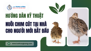 Hướng dẫn cách nuôi chim cút tại nhà