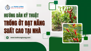 Kỹ thuật trồng ớt