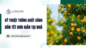 Kỹ thuật trồng quất cảnh đón Tết