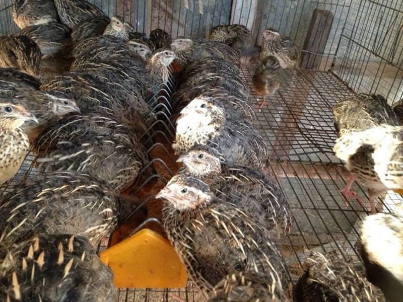 Một số bệnh thường gặp ở chim cút
